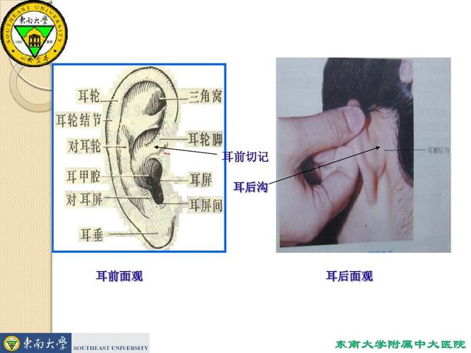 耳沟是指哪个部位