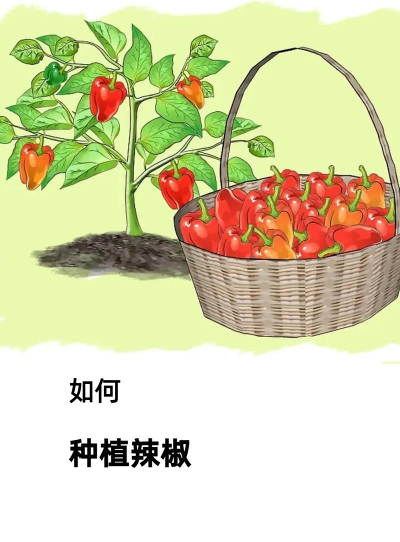 辣椒籽怎么种