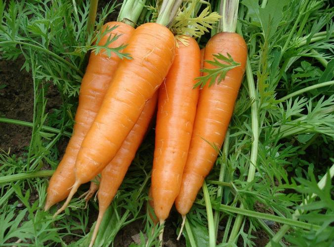 冬吃萝卜中萝卜是什么萝卜的相关图片
