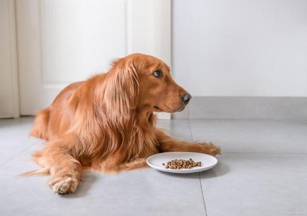 狗狗食欲不振是什么原因的相关图片