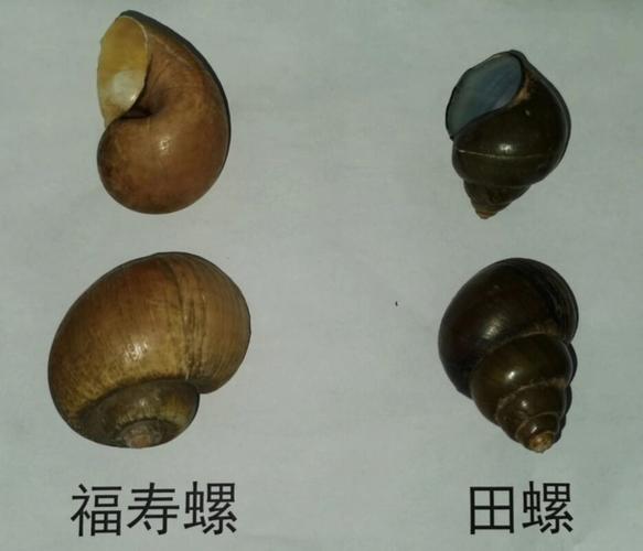 福寿螺和田螺的区别的相关图片